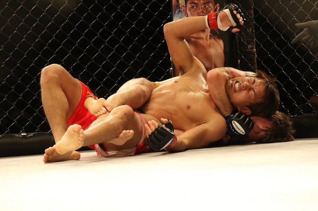 mma-2495816_960_720_650x433