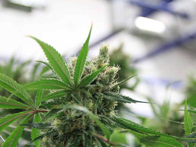 cannabis