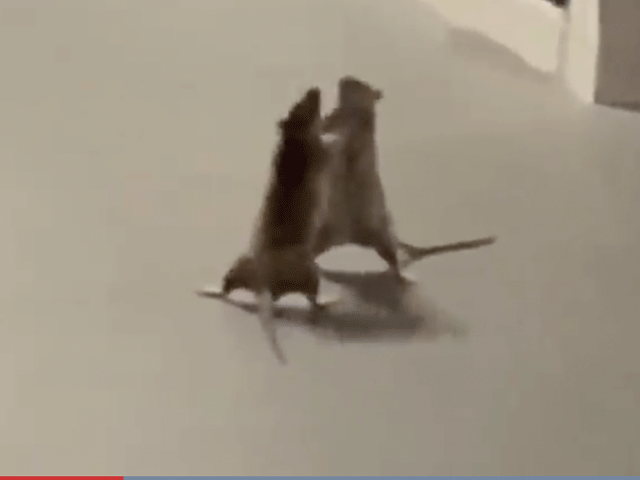 ratten