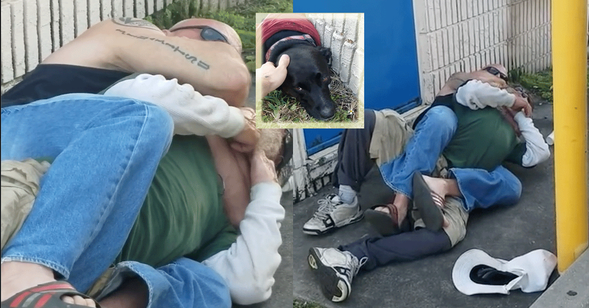 Hondemishandelaar