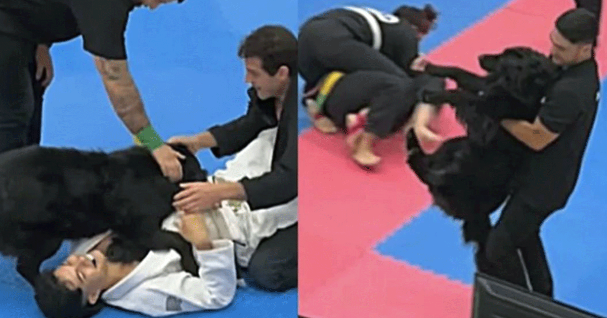 Jiu-Jitsu-hond