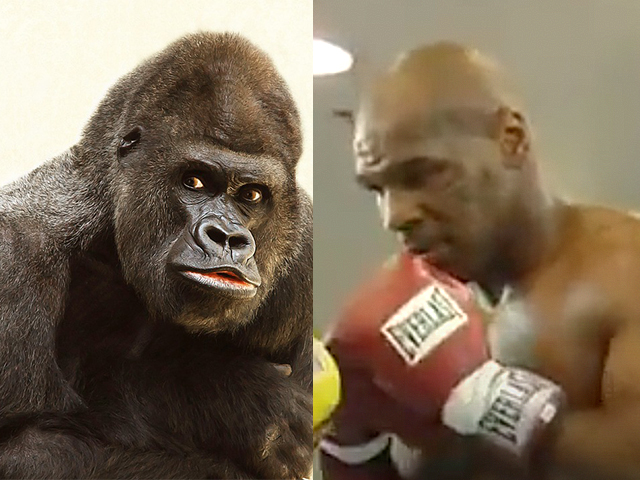 Tyson-Gorilla-63d01e54a9d77