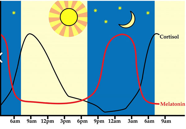 circadian-rhythm-63d02af785322